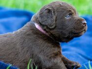 Labradoodle Welpen in liebevolle Hände zu vergeben 🥰 - Aachen