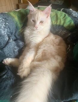 Main Coon reinrassig - Duisburg