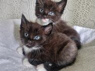 Maine Coon Mix Kitten ab Mitte Juni Auszugsbereit - Herne