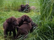 Labradorwelpen suchen neues Zuhause - Dortmund Brechten