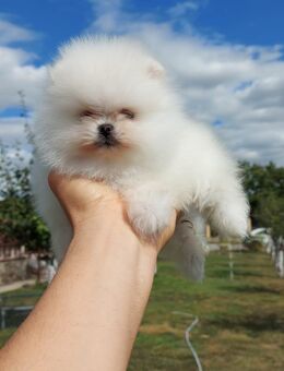 Kleiner Pomeranian sucht seine Familie und viele anderen Rassen - Köln