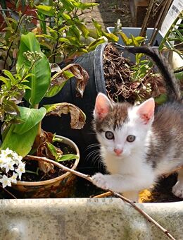 Katzenbabys, Kater - Bremervörde