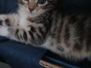 **Wunderschöne BKH Kitten im Wildlook - Frankfurt (Main)