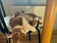 Katze rot weiß - Salzgitter