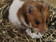 Hamster Weibchen - Hildesheim Zentrum