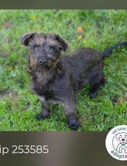 Chip 253585: Hundekind sucht ein Zuhause - Kirchzell