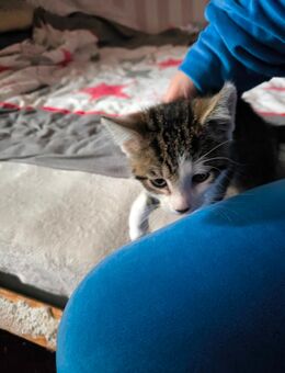 Katzen zu verkaufen - Am Großen Bruch