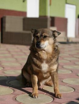 Teddy - sanfter kleine Rüde - Löwenberger Land