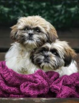 2 Minis suchen ein zuhause - Wettenberg