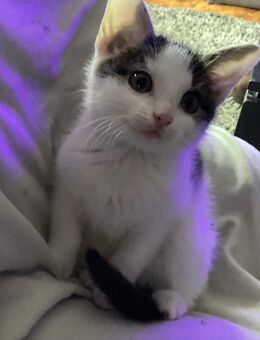 Achtung, Suchtgefahr! Babykatze zum Verlieben - Zimmern (Rottweil)