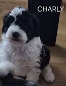 noch 1 Welpen da Charly seine Geschwister haben schon eine sehr nette Familie gefunden in 52525