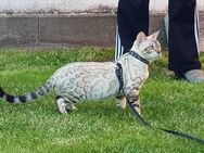 Bengal Kitten in snow - seal lynx mink point spotted tabby - mit Stammbaum - Sondershausen