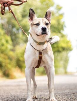 Fleki, freundlicher Rüde, ca. 5 Jahre - Vaterstetten
