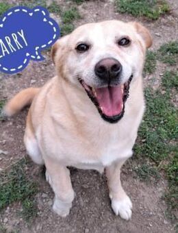 Larry ein sanfter ruhiger Rüde - Mannheim