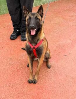 Koda sucht einen treuen Begleiter - Berlin