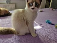 Reinrassige Ragdoll Kätzchen - Dortmund Huckarde