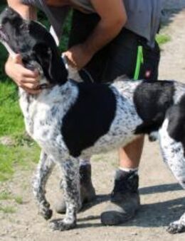 Kio - zutraulich, kinderlieb, aktiv - Lohra