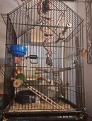 Unzertrennliche Pärchen abzugeben in 45661