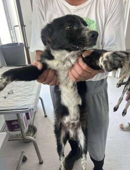 GOKU braucht ein liebevolles Zuhause! - Neuberg