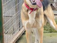 Fidelis: Kinder, Hunde - kein Problem! - Mettmann
