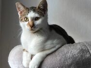 Kater (6 Monate alt) sucht neues Zuhause - Leuna