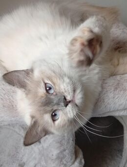 Heilige Birma Ragdoll Katze - Bochum Langendreer