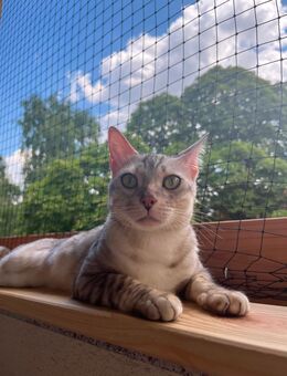 Dex (Dexter) sucht ein neues schönes Zuhause - Leipzig Ost
