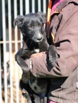 Dhahi - verspielter Jungrüde - Lohra