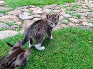 Kitten suchen ab Ende Juli neues zu Hause - Bienenbüttel