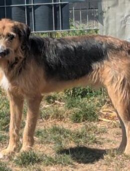 Winston wartet auf seine Menschen - Grevenbroich
