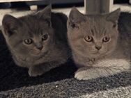 Britisch Kurzhaar Kitten männlich Farbe blue - Bornheim (Nordrhein-Westfalen)