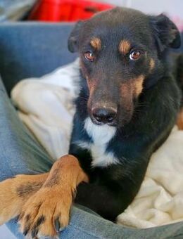 🌸Sanfte Hündin Terry🌸 - Eislingen (Fils)