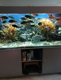 Aquarium 576 Liter - Baunatal