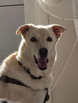 Leyla sucht ihr Zuhause - Beckingen