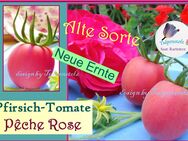 ♥ Pfirsich Tomate Peche Rose samenfeste alte Sorte Garten,Tulpenstolz,Bio - Hamburg