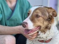 Liebevolles Zuhause für Donja gesucht - München