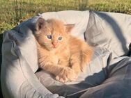 Reinrassige Maine Coon Baby's! - Tittling