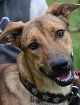 Junghund DONATELLO - Gefrees