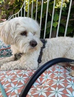 Biri - zur Pflege in Deutschland - Würzburg