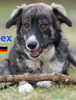 Rex, 03/24 -sucht erfahrene Menschen - Heppenheim (Bergstraße)