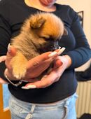 Ein Welpen rüde ist von Wurf noch frei in 44579