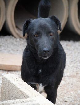 Crni sucht ein Zuhause oder Pflegestelle - Margetshöchheim