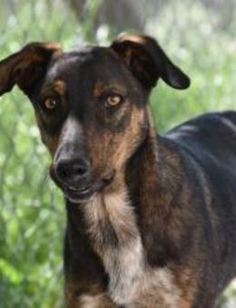 Caramelo und Geschwister Mr - Ludwigshafen (Rhein)