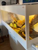 Bartagame Pärchen inkl. Terrarium in 65191
