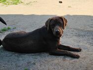 Braune Labradorin welpen - Dreetz (Brandenburg)