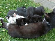Katzenbabys in liebevolle Hände abzugeben - Bad Frankenhausen (Kyffhäuser)