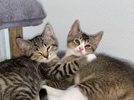 2 Kitten Babykatzen BKH + EKH - Gelsenkirchen Bulmke-Hüllen