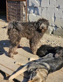 Junghund Loki sucht erfahrenes Zuhause - Chemnitz