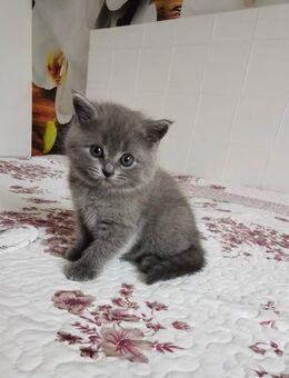 BKH Kitten - Böklund