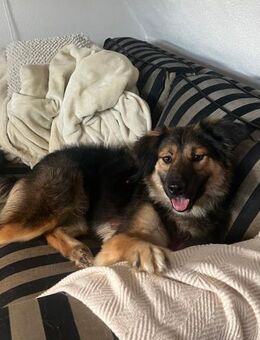 Verschmuste Cookie auf PS bei Augsburg - Köln